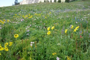 Death March flowers